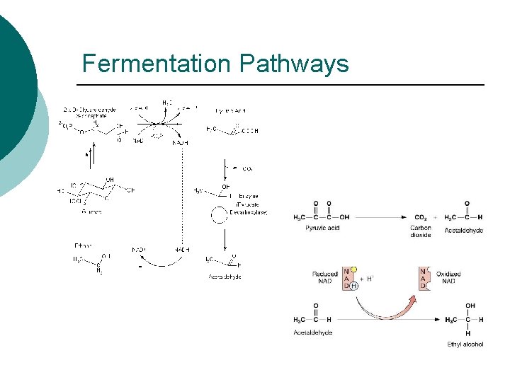 Fermentation Pathways 