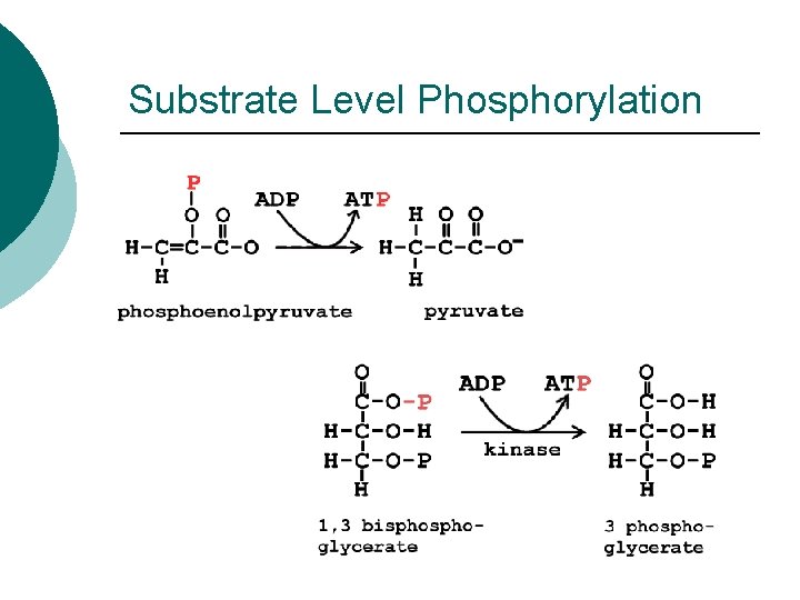 Substrate Level Phosphorylation 