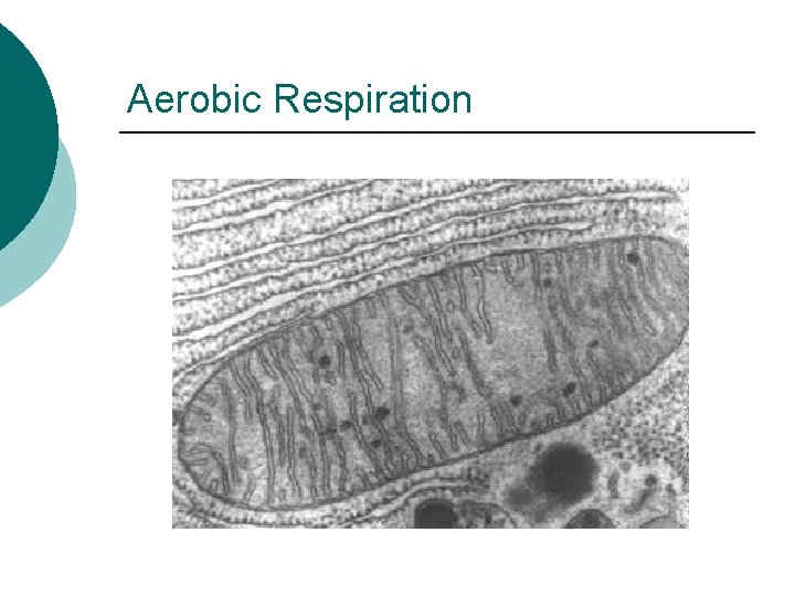 Aerobic Respiration 