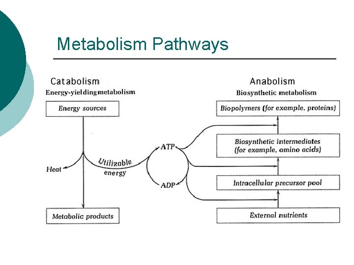 Metabolism Pathways 