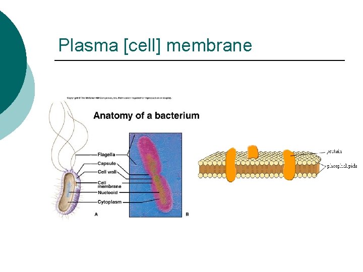 Plasma [cell] membrane 
