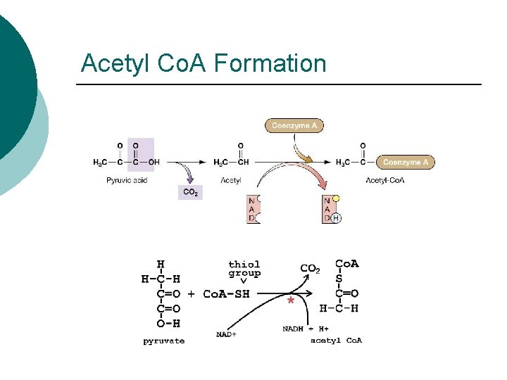 Acetyl Co. A Formation 