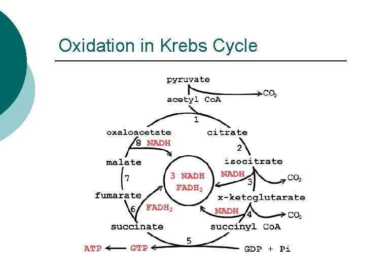 Oxidation in Krebs Cycle 