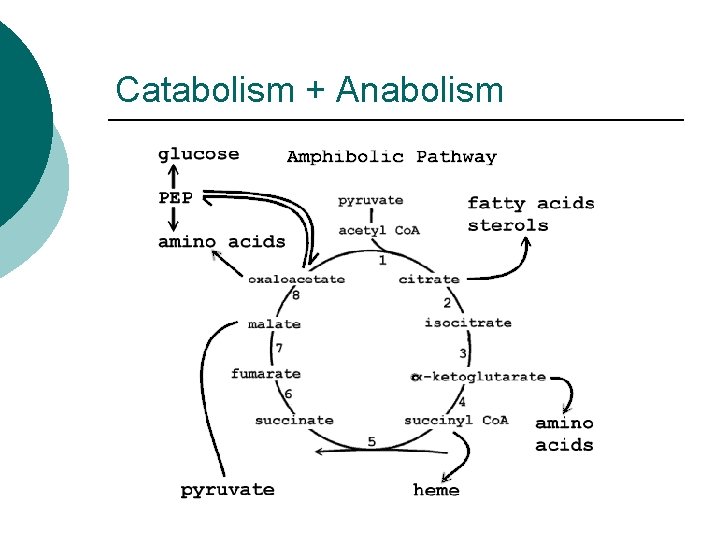 Catabolism + Anabolism 