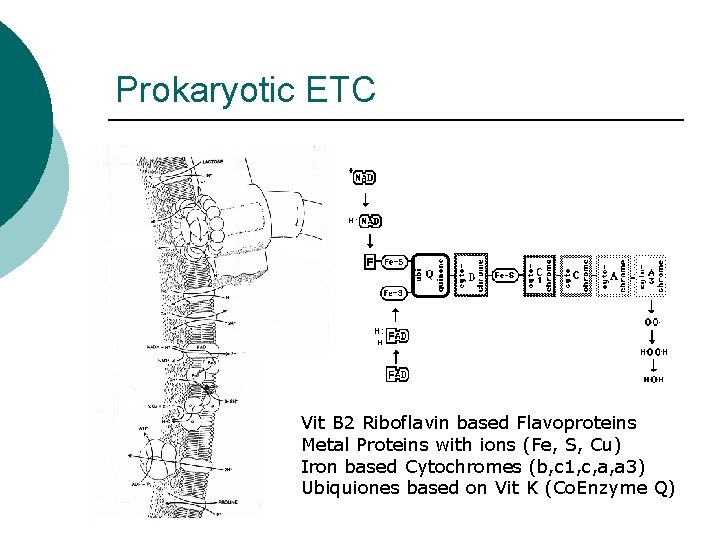 Prokaryotic ETC Vit B 2 Riboflavin based Flavoproteins Metal Proteins with ions (Fe, S,