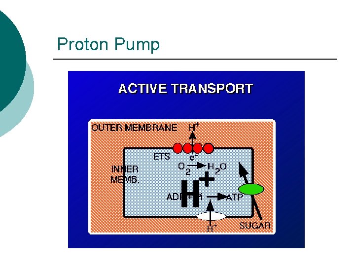 Proton Pump 