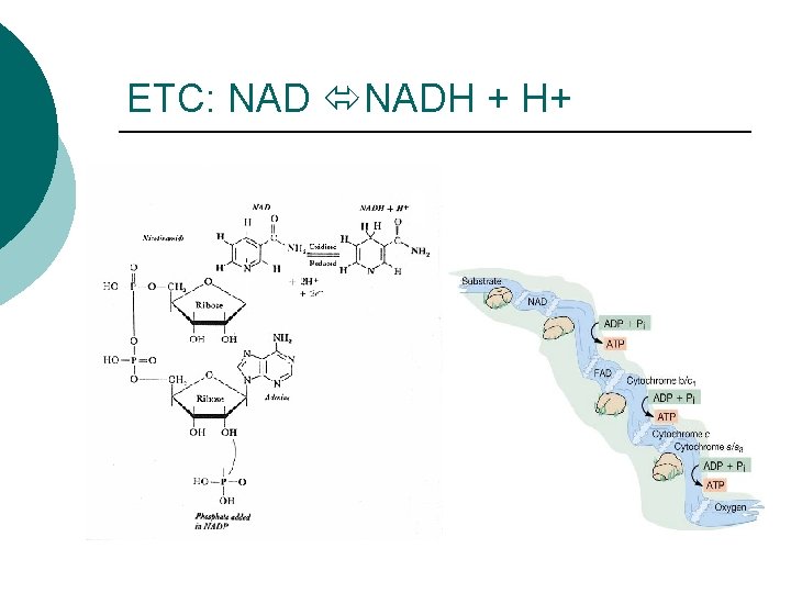ETC: NADH + H+ 