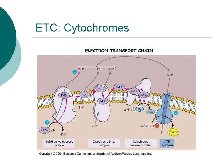 ETC: Cytochromes 