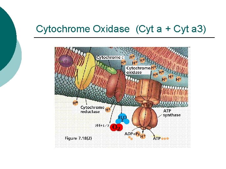 Cytochrome Oxidase (Cyt a + Cyt a 3) 