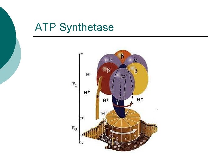 ATP Synthetase 