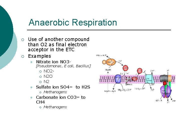 Anaerobic Respiration ¡ ¡ Use of another compound than O 2 as final electron