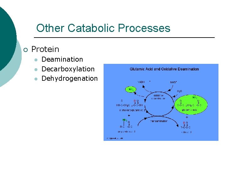 Other Catabolic Processes ¡ Protein l l l Deamination Decarboxylation Dehydrogenation 