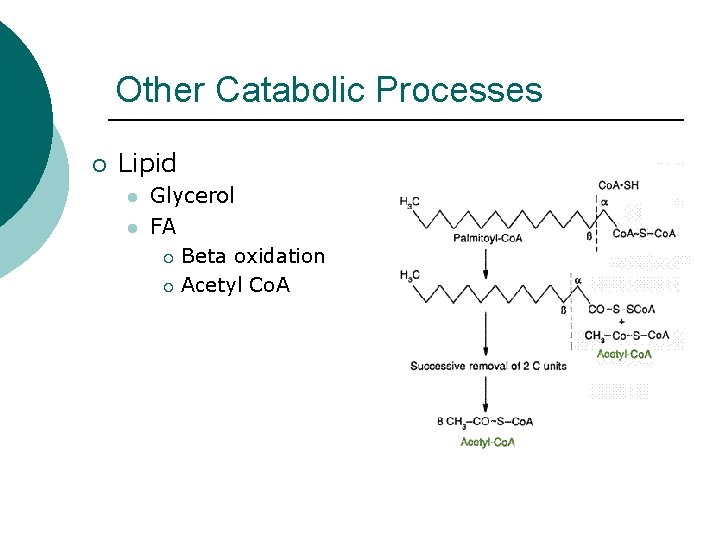 Other Catabolic Processes ¡ Lipid l l Glycerol FA ¡ Beta oxidation ¡ Acetyl