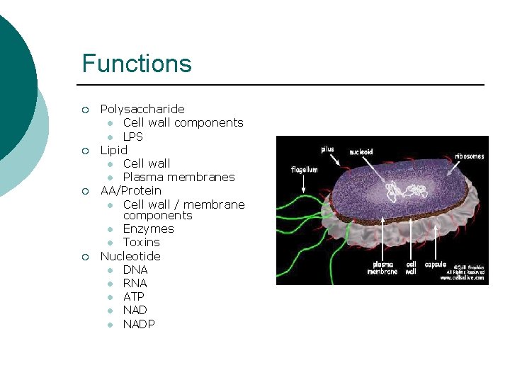 Functions ¡ ¡ Polysaccharide l Cell wall components l LPS Lipid l Cell wall