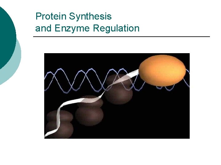 Protein Synthesis and Enzyme Regulation 