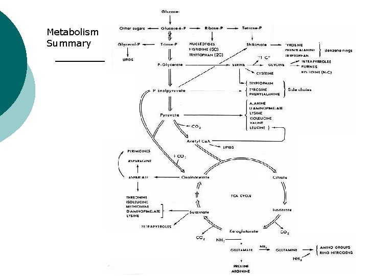 Metabolism Summary 