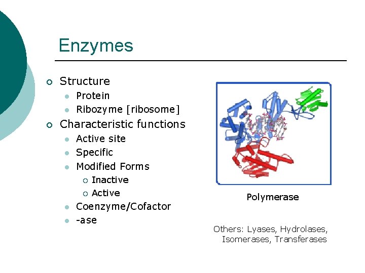 Enzymes ¡ Structure l l ¡ Protein Ribozyme [ribosome] Characteristic functions l l l