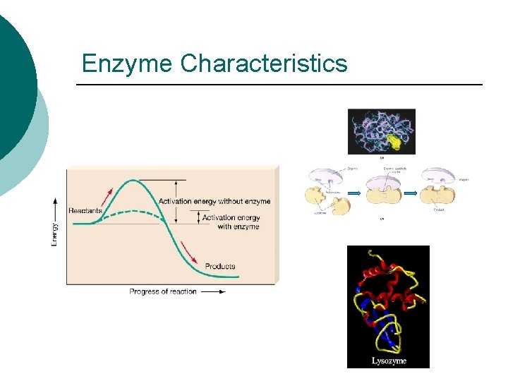 Enzyme Characteristics 