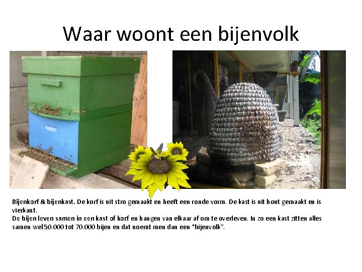 Waar woont een bijenvolk Bijenkorf & bijenkast. De korf is uit stro gemaakt en