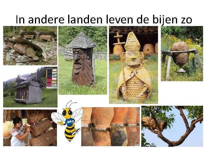 In andere landen leven de bijen zo 