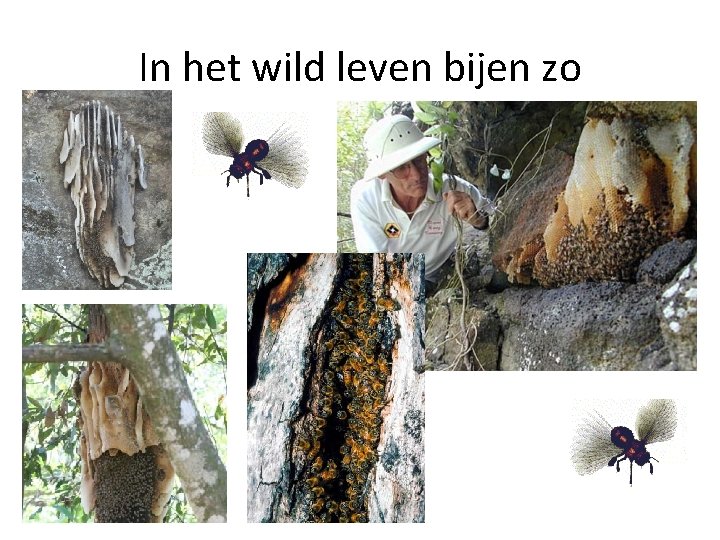 In het wild leven bijen zo 