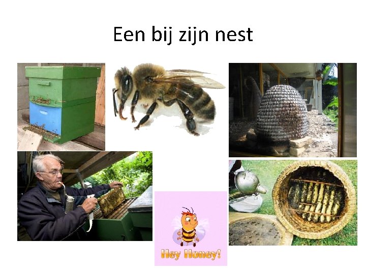 Een bij zijn nest 