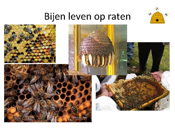 Bijen leven op raten 