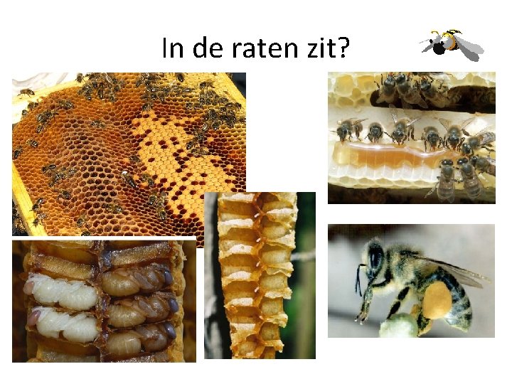 In de raten zit? 