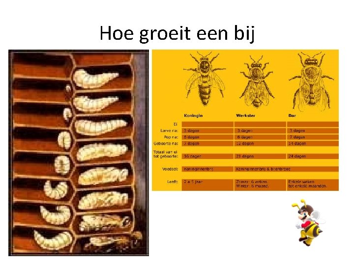 Hoe groeit een bij 