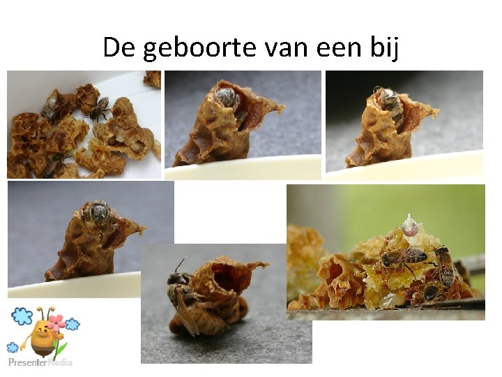 De geboorte van een bij 