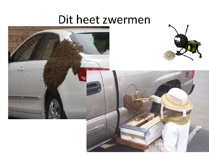 Dit heet zwermen 