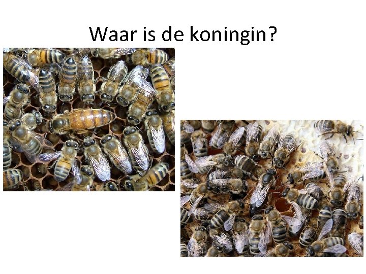 Waar is de koningin? 