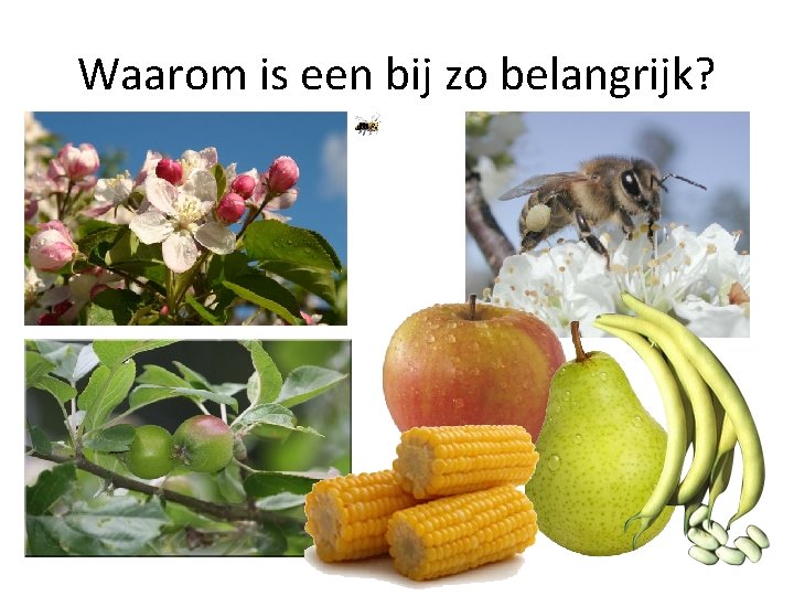 Waarom is een bij zo belangrijk? 