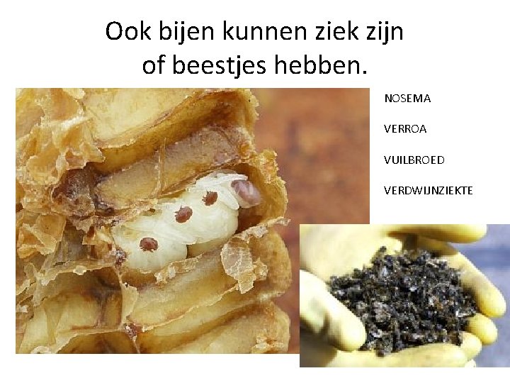 Ook bijen kunnen ziek zijn of beestjes hebben. NOSEMA VERROA VUILBROED VERDWIJNZIEKTE 