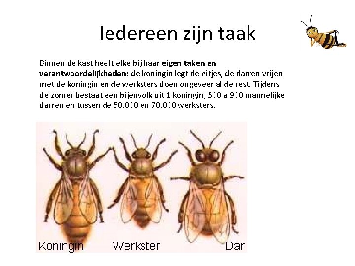 Iedereen zijn taak Binnen de kast heeft elke bij haar eigen taken en verantwoordelijkheden:
