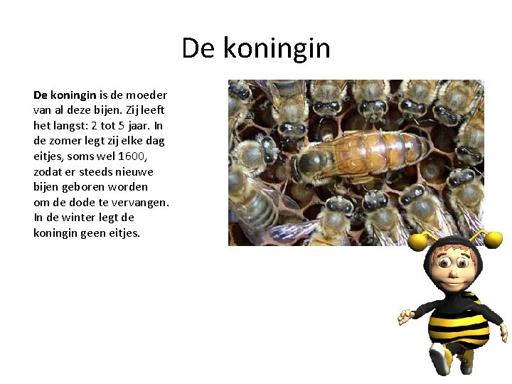 De koningin is de moeder van al deze bijen. Zij leeft het langst: 2