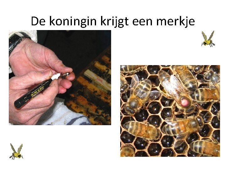 De koningin krijgt een merkje 