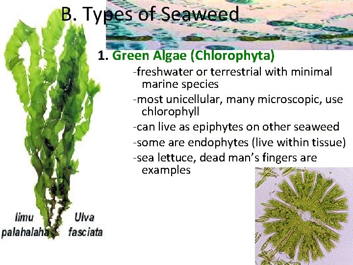 B. Types of Seaweed 1. Green Algae (Chlorophyta) -freshwater or terrestrial with minimal marine