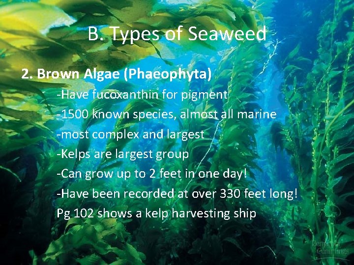 B. Types of Seaweed 2. Brown Algae (Phaeophyta) -Have fucoxanthin for pigment -1500 known