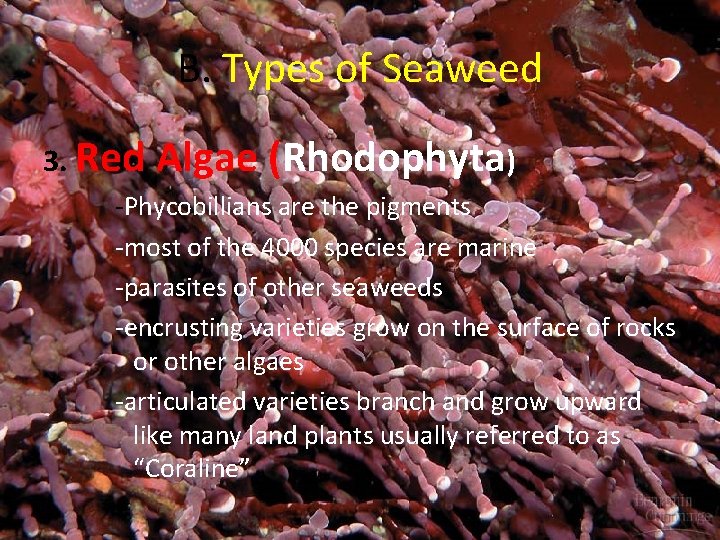 B. Types of Seaweed 3. Red Algae (Rhodophyta) -Phycobillians are the pigments -most of
