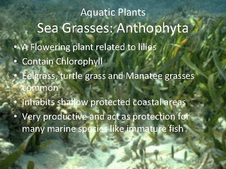 Aquatic Plants Sea Grasses: Anthophyta • A Flowering plant related to lilies • Contain