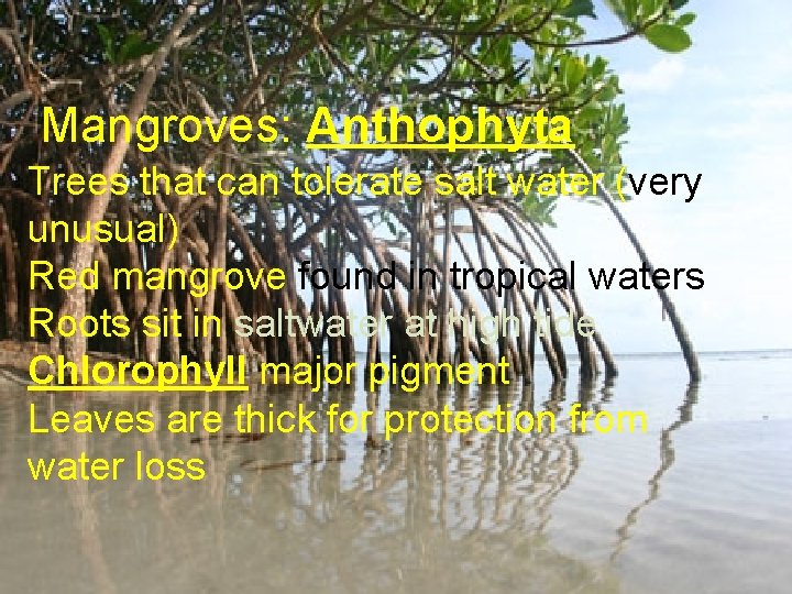 Mangroves: Anthophyta Trees that can tolerate salt water (very unusual) Red mangrove found in