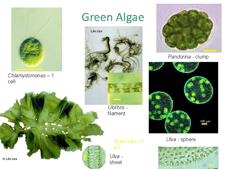 Green Algae Life size Pandorina - clump Chlamydomonas – 1 cell Ulothrix filament 100