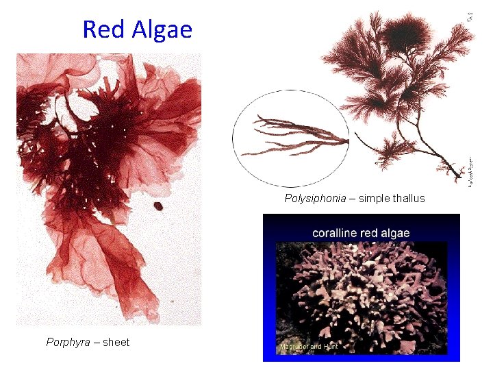 Red Algae Polysiphonia – simple thallus Porphyra – sheet 