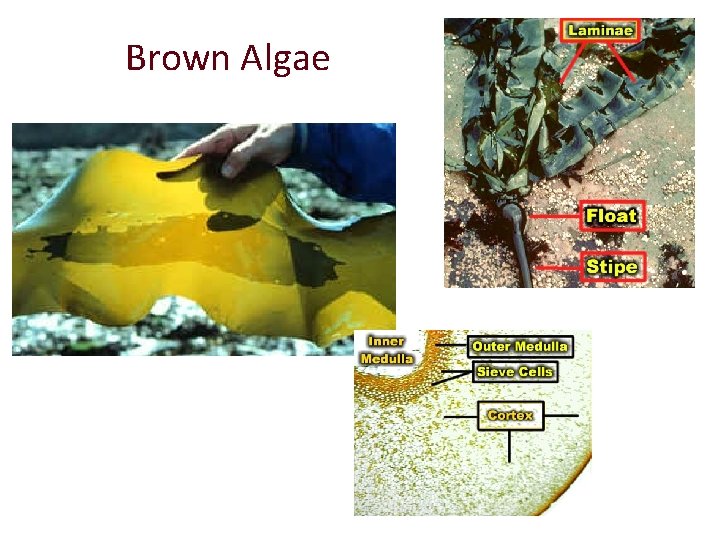 Brown Algae 