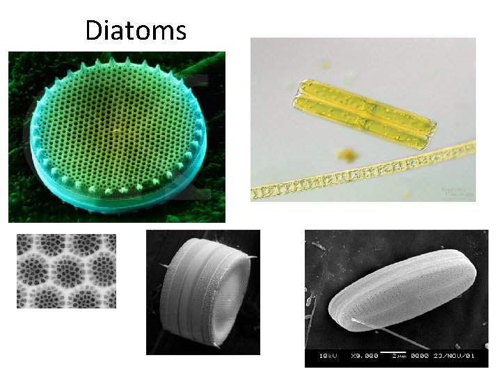 Diatoms 