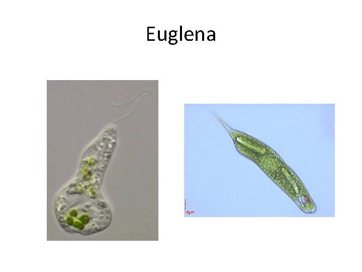 Euglena 