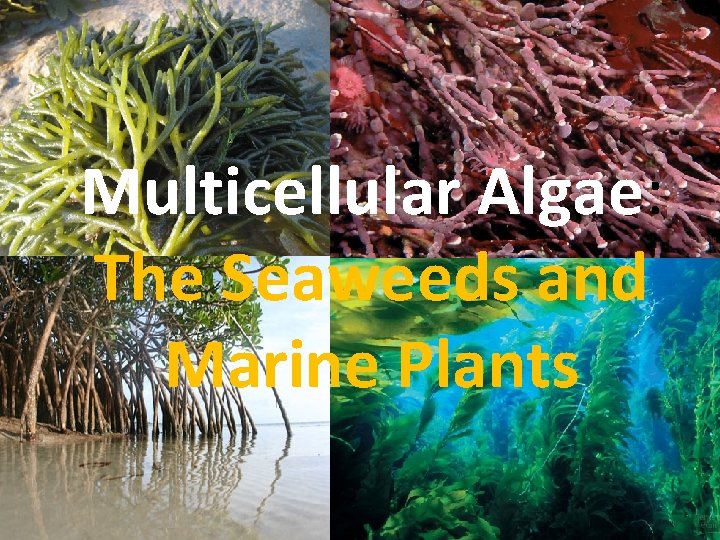 Multicellular Algae: The Seaweeds and Marine Plants 