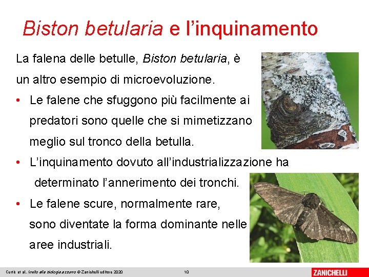 Biston betularia e l’inquinamento La falena delle betulle, Biston betularia, è un altro esempio