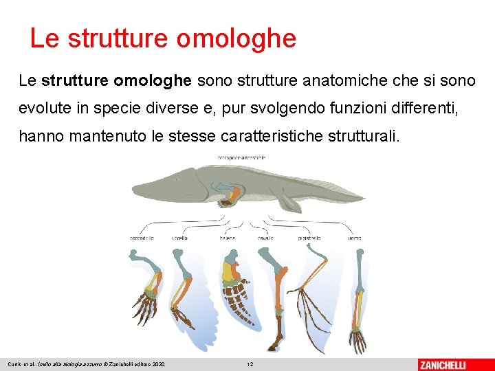 Le strutture omologhe sono strutture anatomiche si sono evolute in specie diverse e, pur